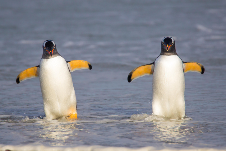 Почему пингвины не летают
