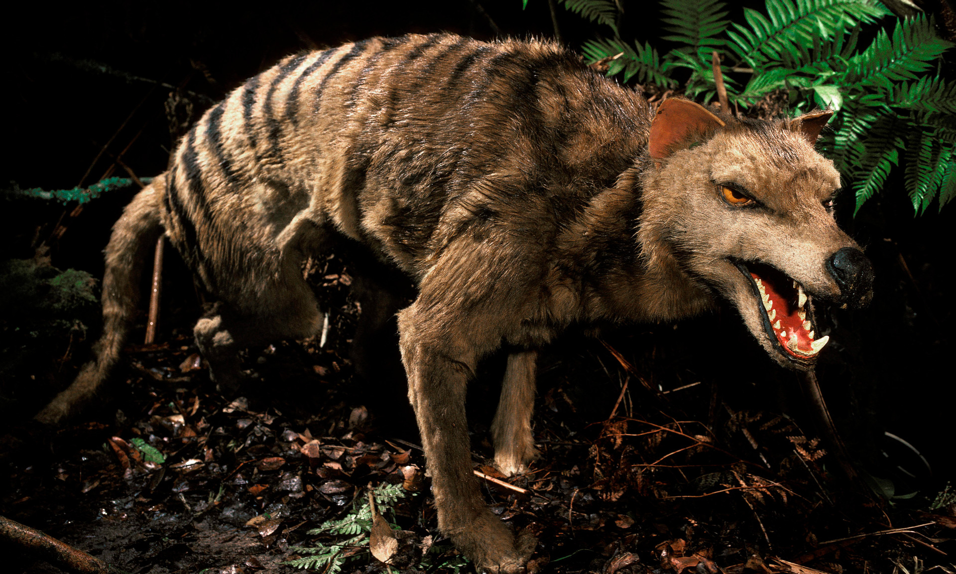 Тасманский сумчатый волк