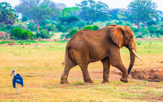 Неуязвимые гиганты: генетическая защита слонов от рака может сработать и у людей
