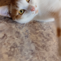 Аватарка Samael