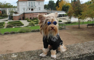 Как выглядит самая модная собака в мире — у нее явно больше нарядов, чем у вас