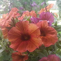 Аватарка Анемона