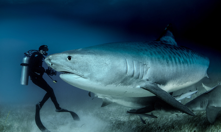 5 вопросов про нападения акул