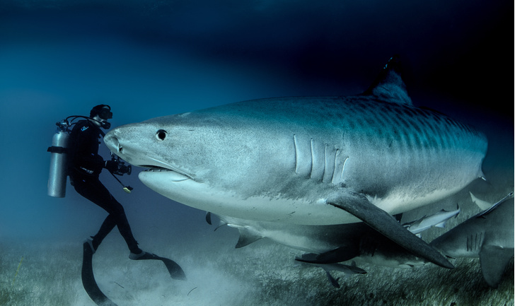 40 диких фактов об акулах, которые знают далеко не все