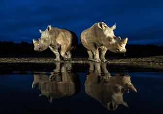 Носороги в ЮАР пришли на вечерний водопой