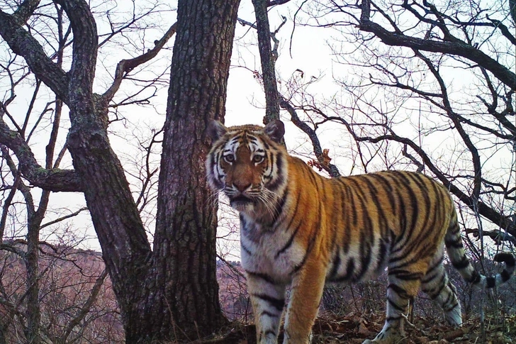 Молодой, любопытный: посмотрите на тигра, которого заинтересовала фотоловушка