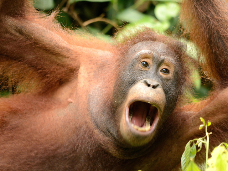 Все-таки спустились с деревьев: язык орангутанов навел ученых на мысли об эволюции людей