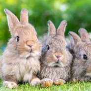 Мини-тест: Найдите 10 спрятанных объектов среди милых кроликов — это не так-то просто!