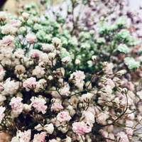 Аватарка paranoid_fox