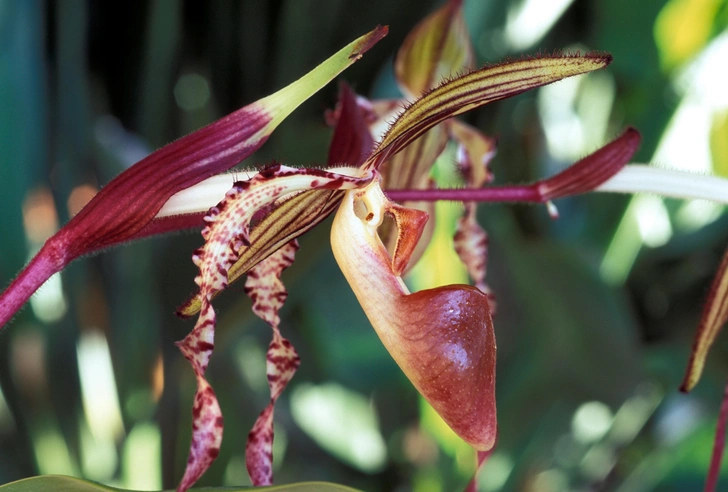 Paphiopedilum sanderianum