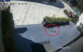 Не хотел быть съеденным: в Китае крокодил выпрыгнул с 20-го этажа и выжил (видео)