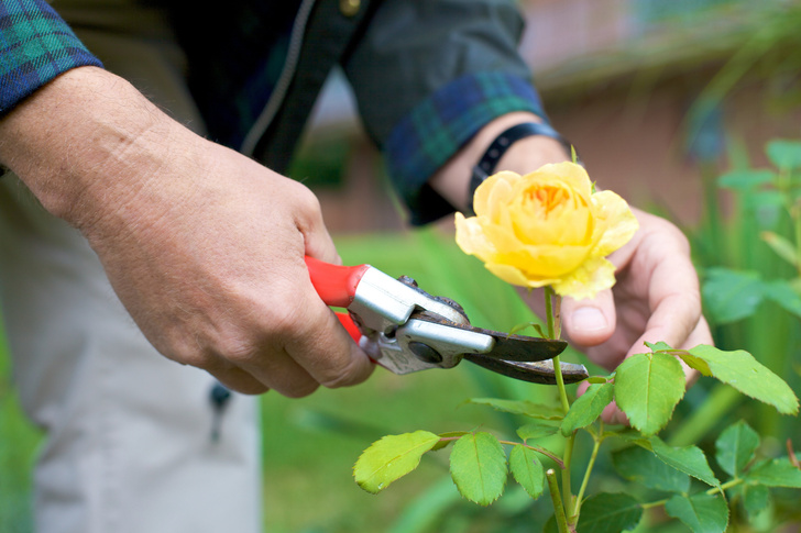 Как сажать розы весной?