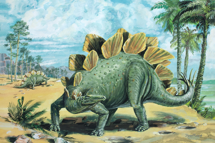 Открытый в Китае новый вид стегозавров прольет свет на эволюцию древних ящеров