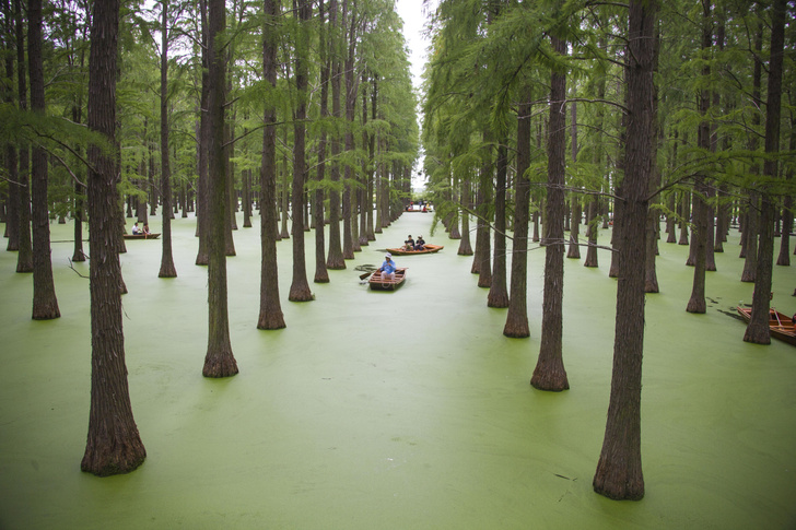 Китайские туристы плывут среди деревьев