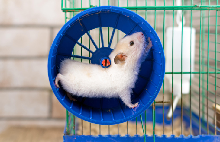 Почему крысы и белки бегают в колесе?