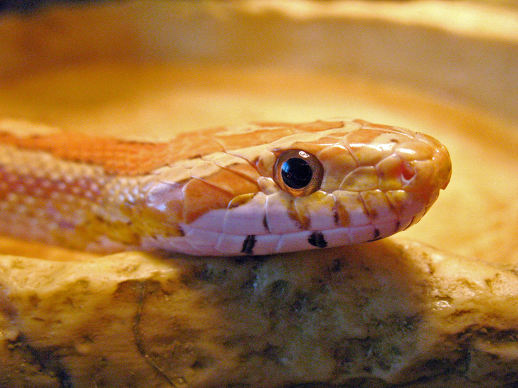 Швейцарские ученые лишили змей чешуи. Зачем они это сделали?