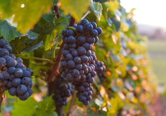 Ученые выяснили, где впервые появились сорта винного винограда