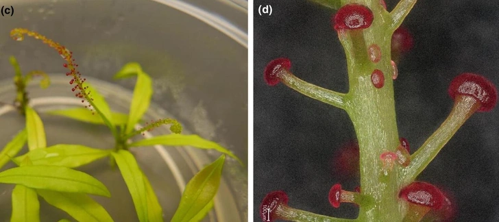 Источник: New Phytologist