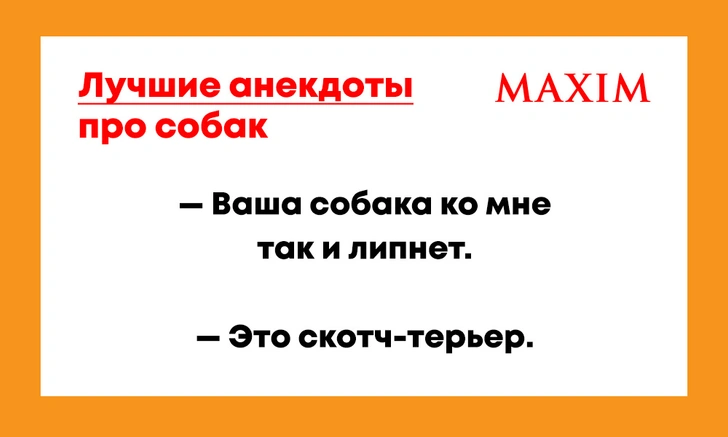 Лучшие анекдоты про собак | maximonline.ru