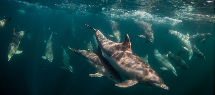 Вторые после человека: 6 фактов о дельфинах
