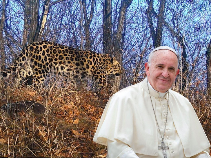 Под защитой Папы Римского: понтифик стал хранителем леопарда Leo 252M из Приморья