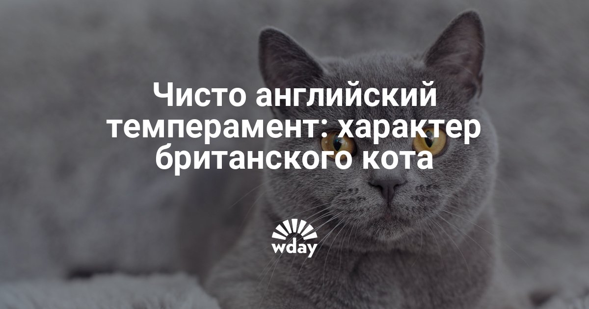 Британские кошки характер и поведение. Британские коты поведение. Коты британцы характер поведение. Британские кошки характер привычки особенности. Как вести себя с британцами.