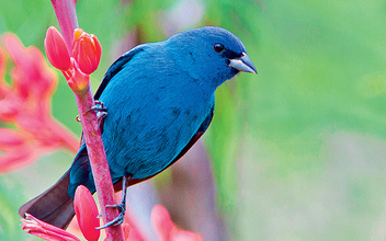 Птица удачи: индиговый овсянковый кардинал и другие животные необычного цвета