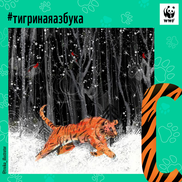 Фото №18 - Тигры от А до Я: WWF России и Woman.ru выпустили карточки об амурском тигре