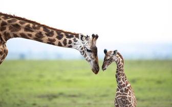 Новорожденный жираф готовится встать на ноги