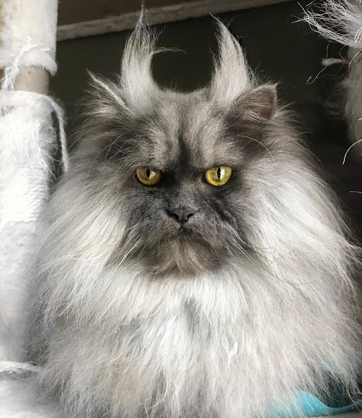 В Интернете нашли кота-демона