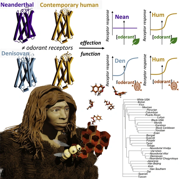 «Были очень чувствительны к меду»: чем обоняние древних людей отличалось от нашего? | Источник: iScience