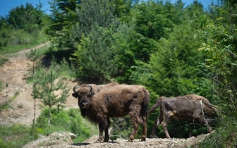 Зубры вернулись в Карпаты