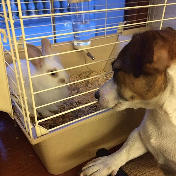 Кролик знакомится с собакой