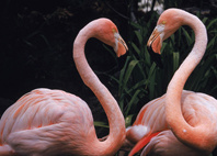Мир в розовом цвете: 11 необычных явлений природы