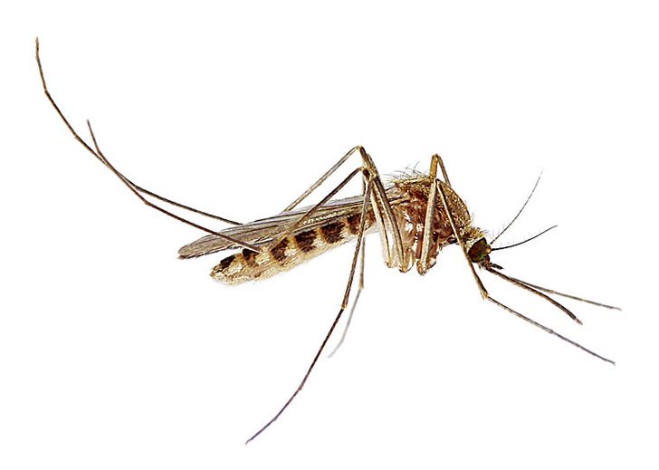 Комары: крылатые суперагенты