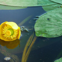 Аватарка Кувшинка