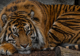 Суматранский тигр грустит в зоопарке Берлина