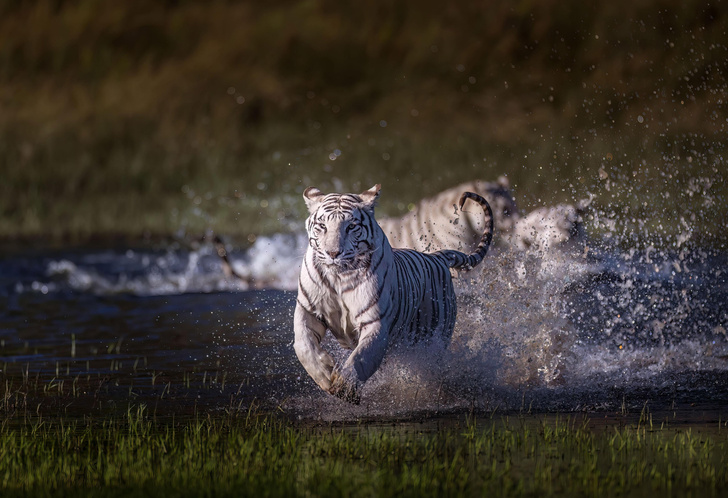 Белые тигры резвятся в ЮАР