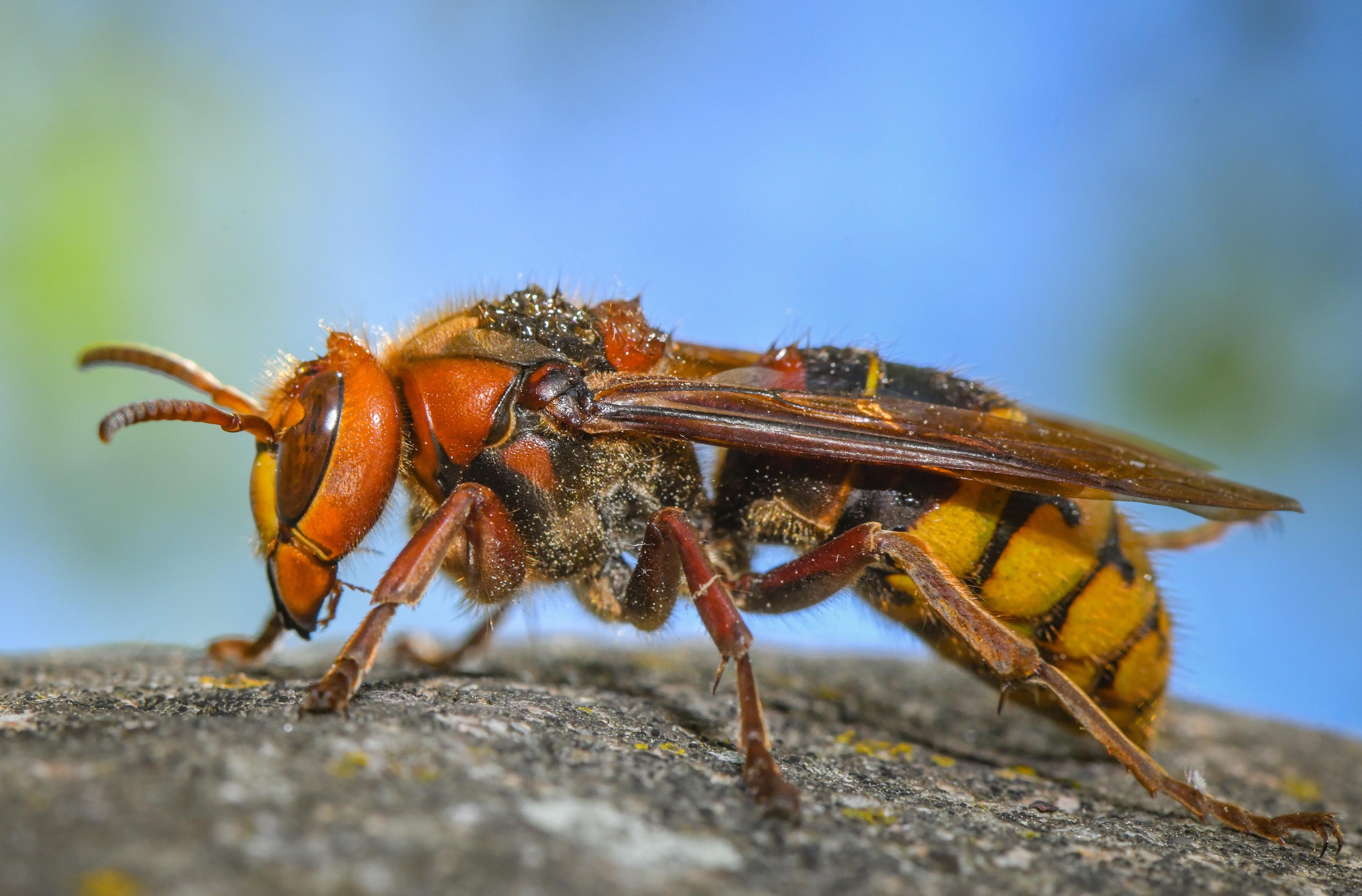 Самые опасные насекомые. European Hornet. Обиженный муравей