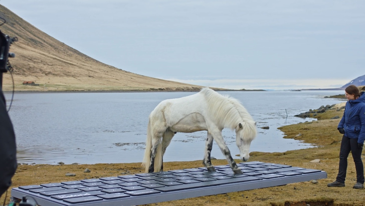 Отдыхайте, на письма ответят лошади: в Исландии запустили оригинальный сервис для туристов