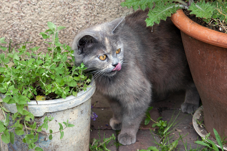 Съесть и разодрать в клочья: ученые выяснили, почему кошки испытывают эйфорию от мяты