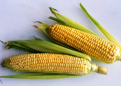 Описание и особенности кукурузы «Ноа»