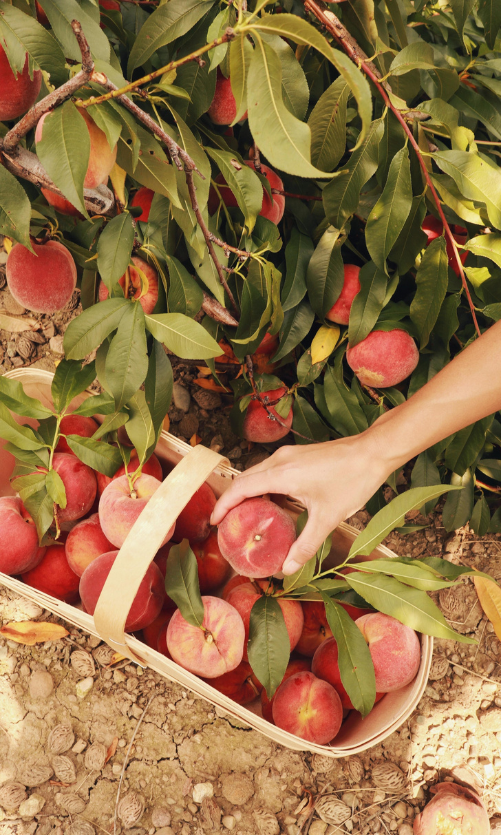Вопросы читателей: как вырастить персик из косточки