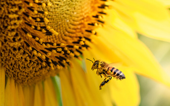 Нашли замену пчелам: ученые изобрели роботов с ИИ для опыления растений