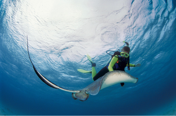 Мушкетеры подводного царства: можно ли подружиться со скатом-хвостоколом