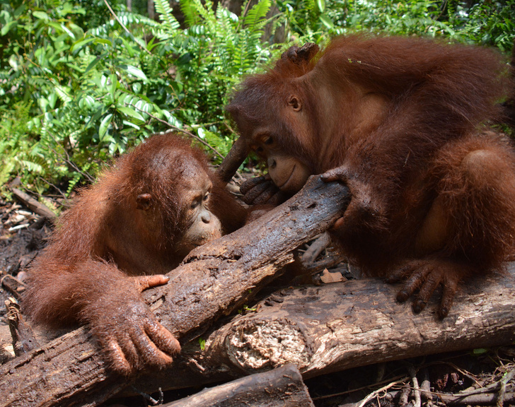 Словарный запас орангутанов поможет разгадать происхождение человеческой речи