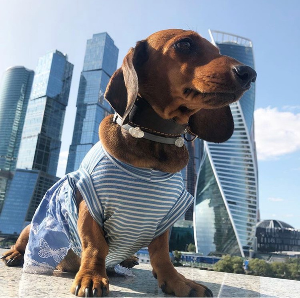 Искусство заработка в сети: как я раскрутила собаку в Instagram (запрещенная в России экстремистская организация)