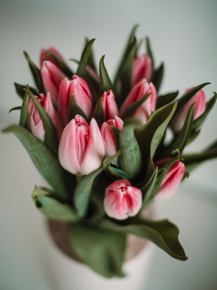 Как правильно ухаживать за тюльпанами: 5 главных ошибок