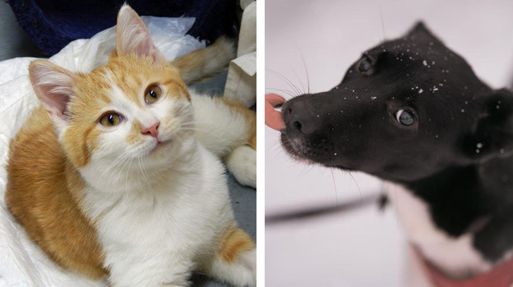 Котопёс недели: возьми из приюта котенка Антошку или щенка Трикси