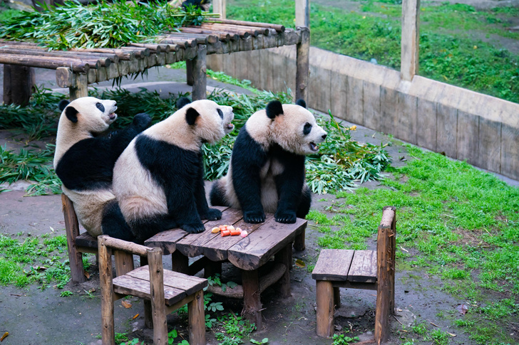 Панды трапезничают в китайском зоопарке